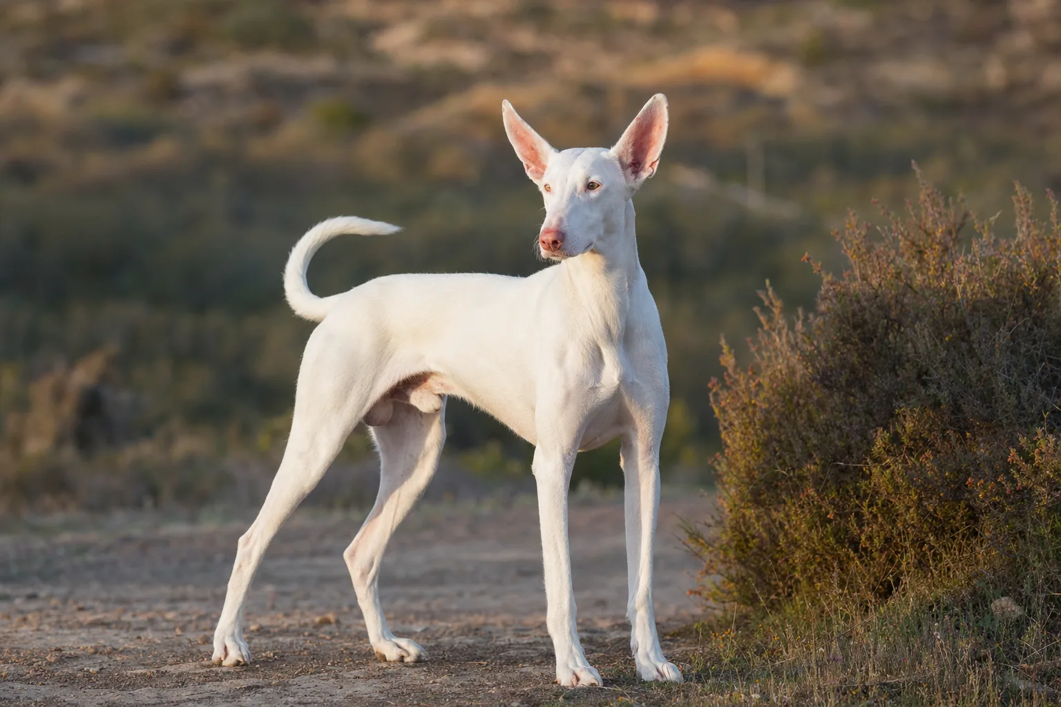 Podenco d'Ibiza (robe blanc) adulte en extérieur