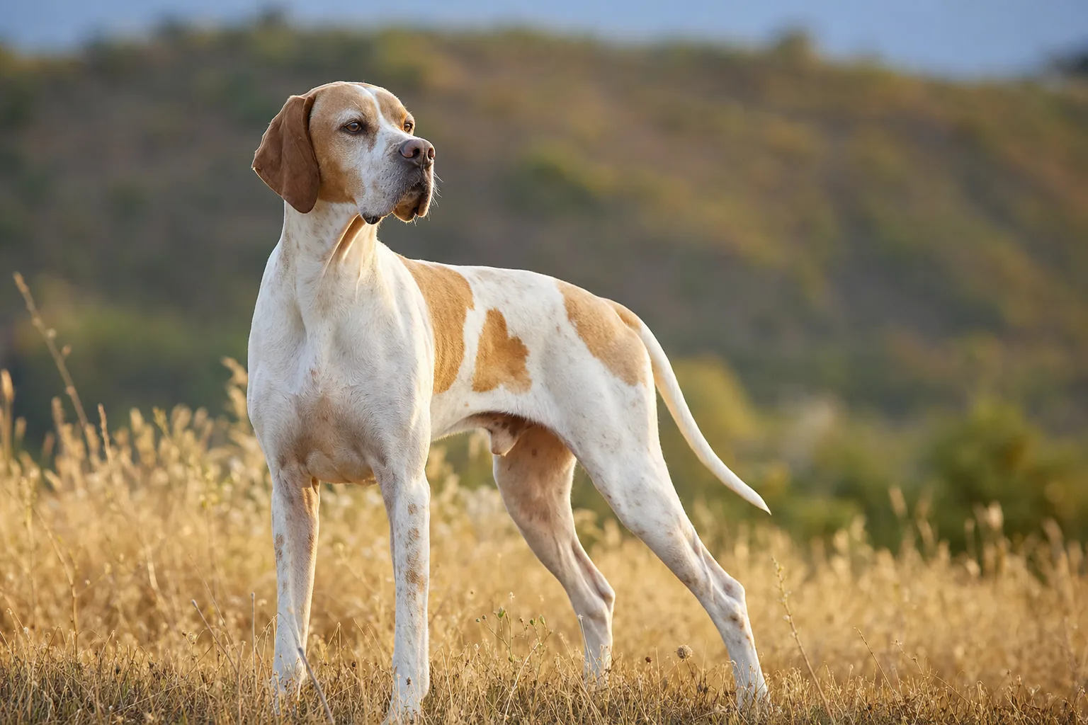 Pointer Anglais (robe citron et blanc) adulte en extérieur
