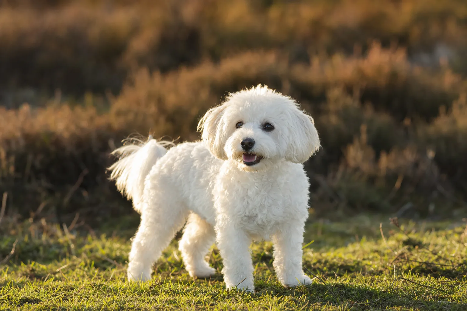 Poochon (robe blanc) adulte en extérieur