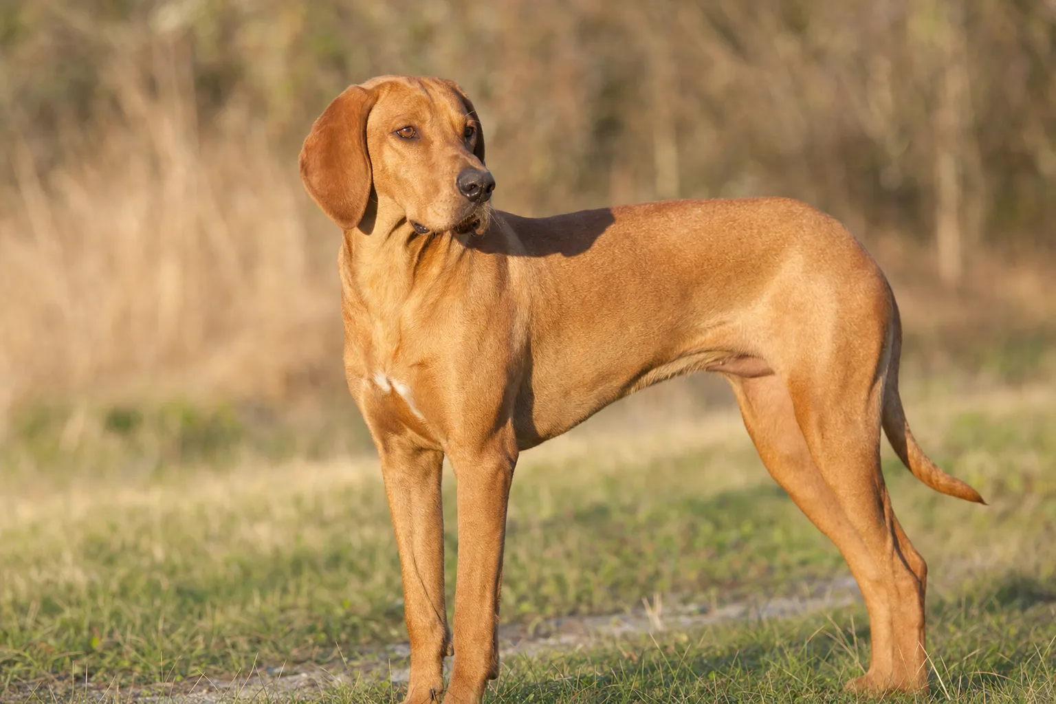 Chien Courant de la Save (robe froment (roux-doré) plus ou moins soutenu) adulte en extérieur