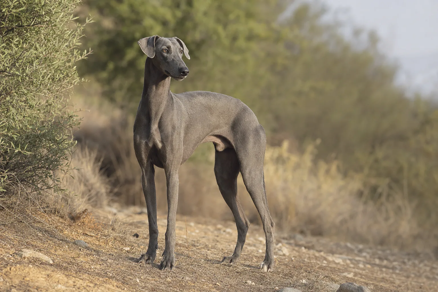 Rampur Greyhound (robe gris souris) adulte en extérieur