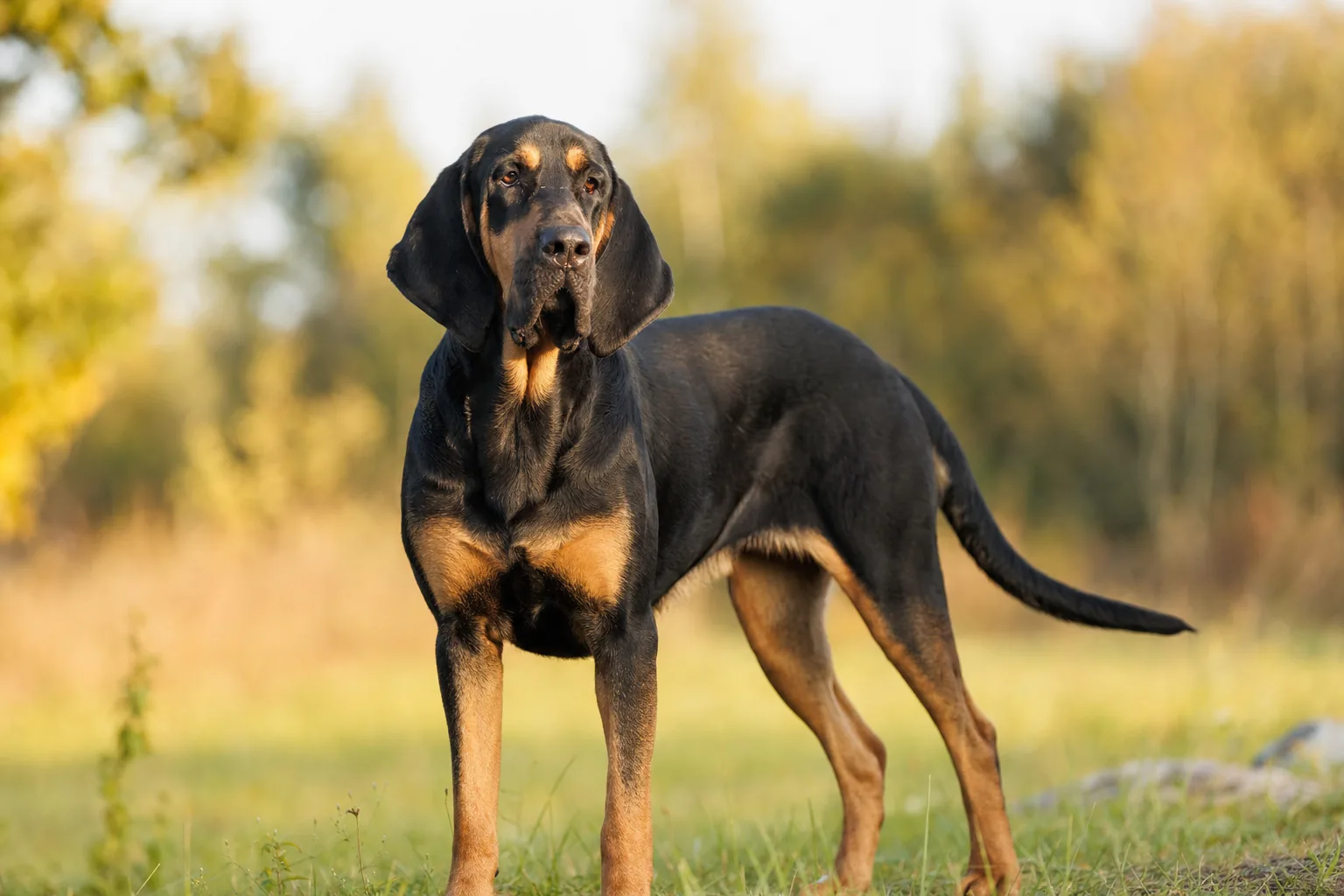 Chien de Saint-Hubert (robe noir et feu) adulte en extérieur