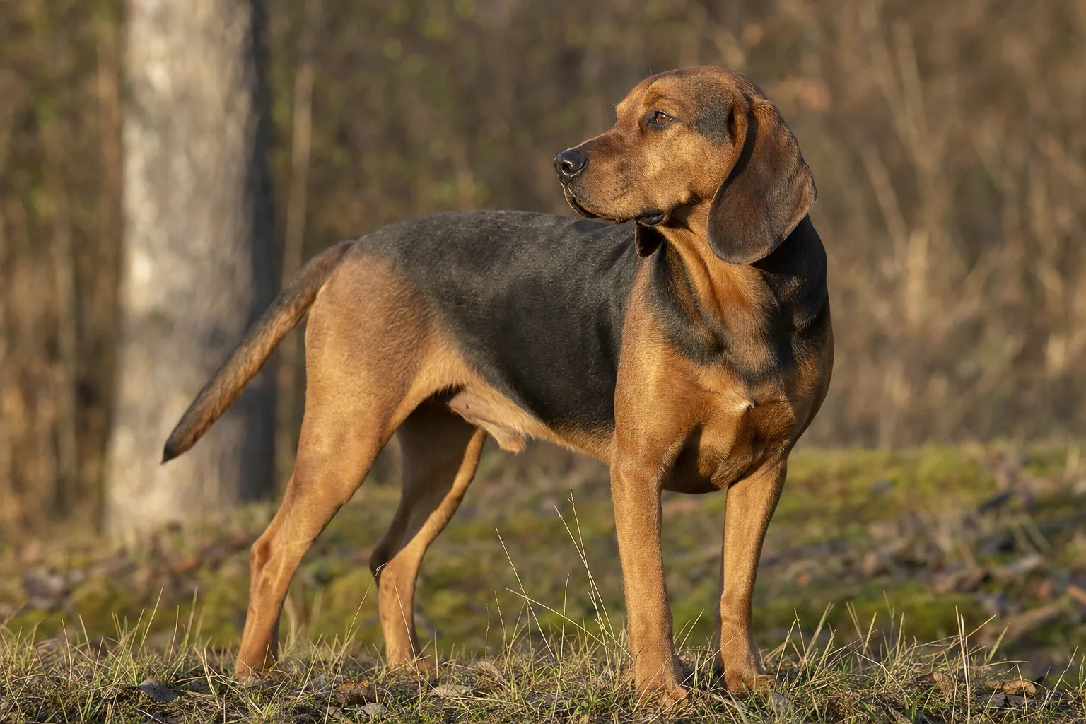 Chien Courant de Schiller (robe feu (fauve à brun-roux) avec manteau noir (selle) sur le dos et les flancs) adulte en extérieur