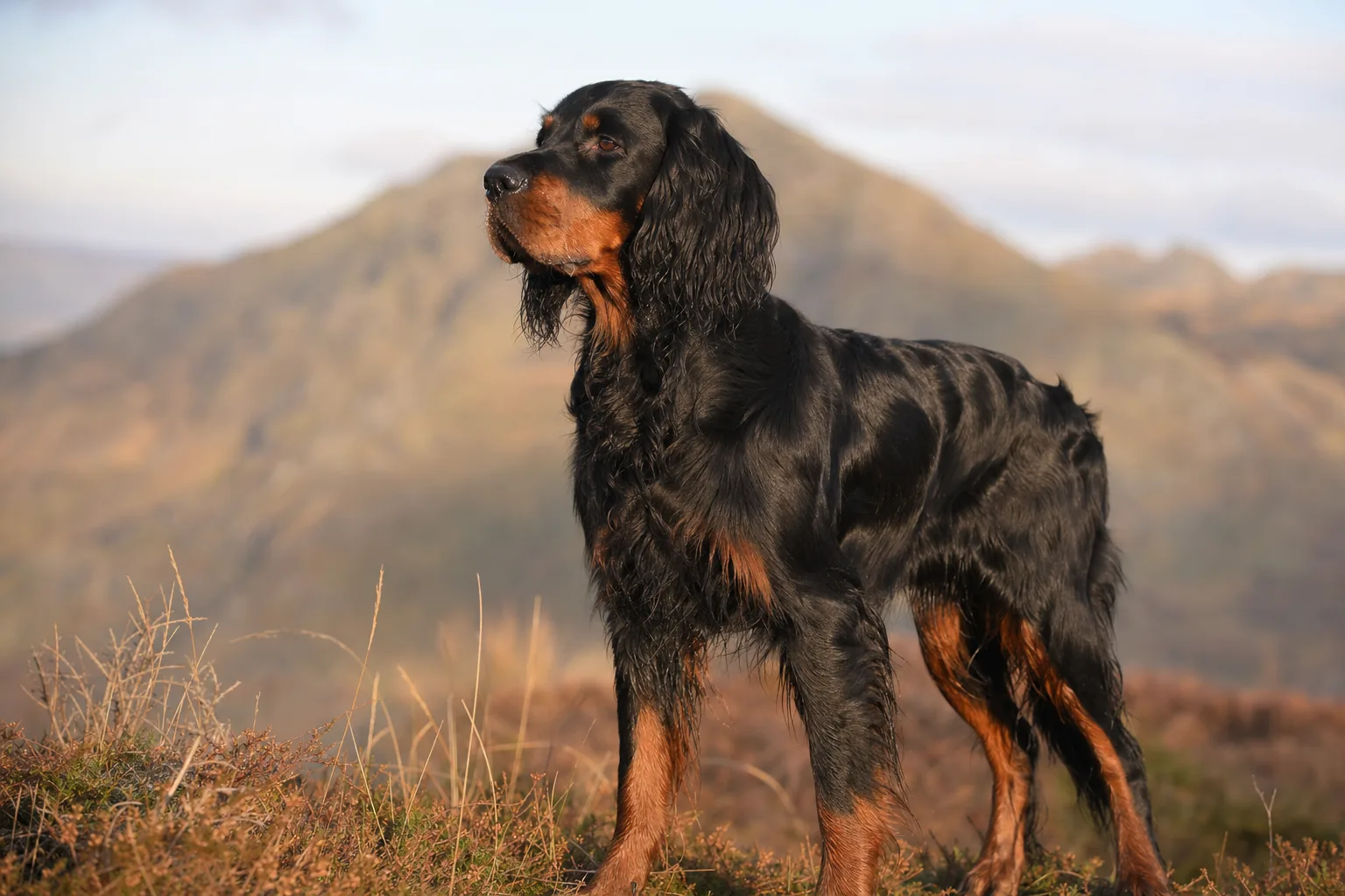 Setter Gordon (robe noir de jais avec marques feu acajou bien délimitées) adulte en extérieur