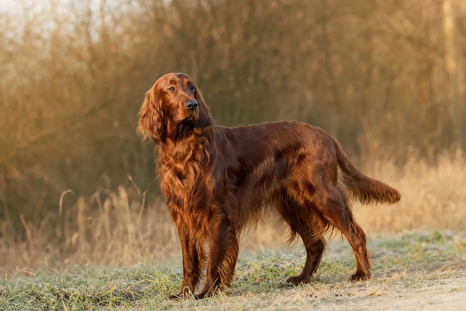 Setter Irlandais Rouge (robe acajou) adulte en extérieur
