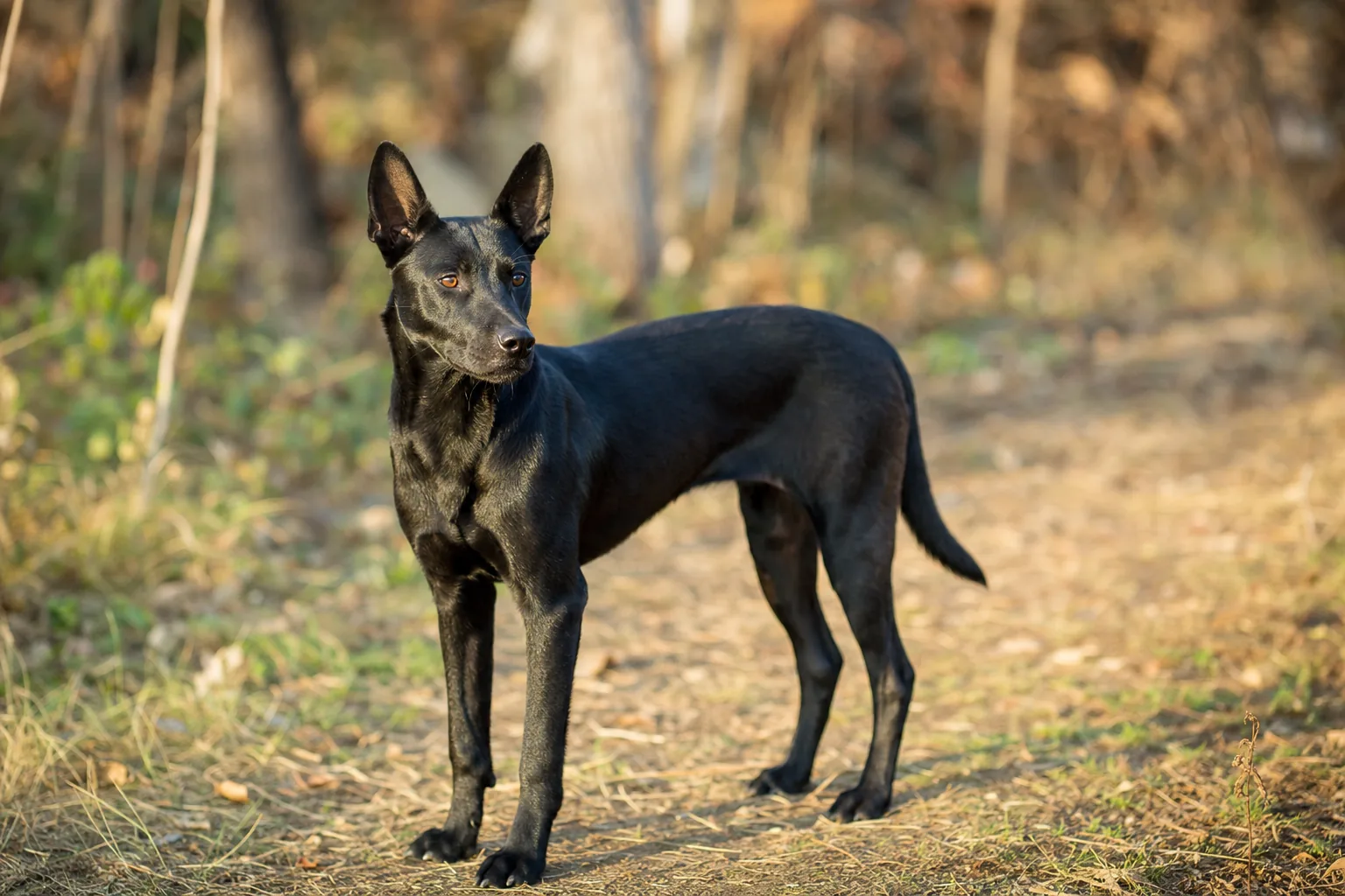 Chien de Taïwan (robe noir) adulte en extérieur