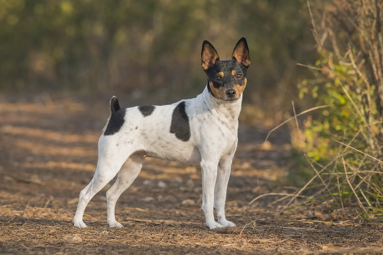 Terrier Japonais (robe tricolore : tête noire, feu et blanche (parfois marbrée), corps blanc avec ou sans mouchetures et plages noires) adulte en extérieur