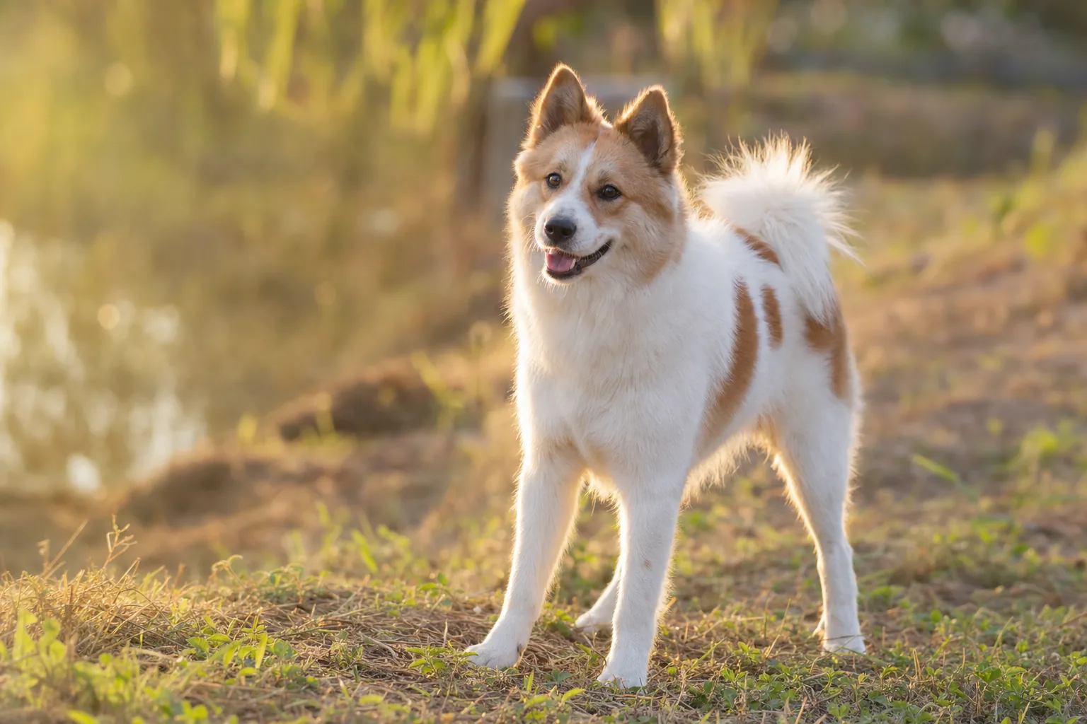 Chien Thaïlandais de Bangkaew (robe blanc à taches (blanc et brun, blanc et noir, blanc et gris, blanc et roux)) adulte en extérieur