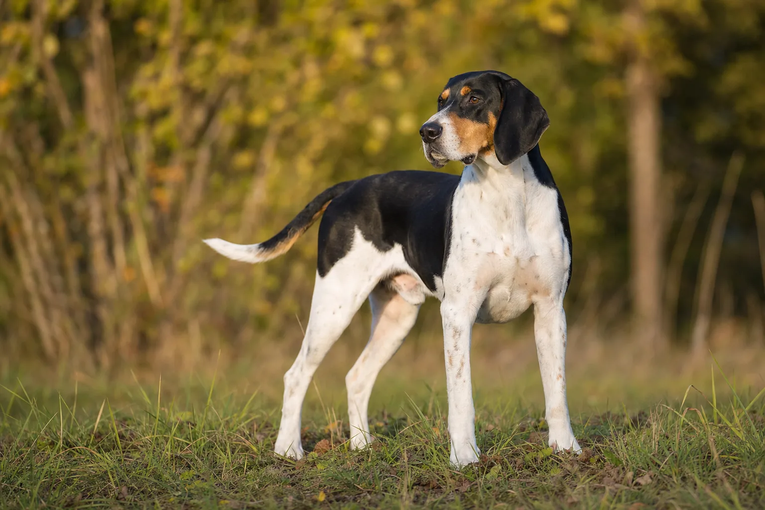 Treeing Walker Coonhound (robe tricolore (blanc dominant avec plages noires et marques feu)) adulte en extérieur
