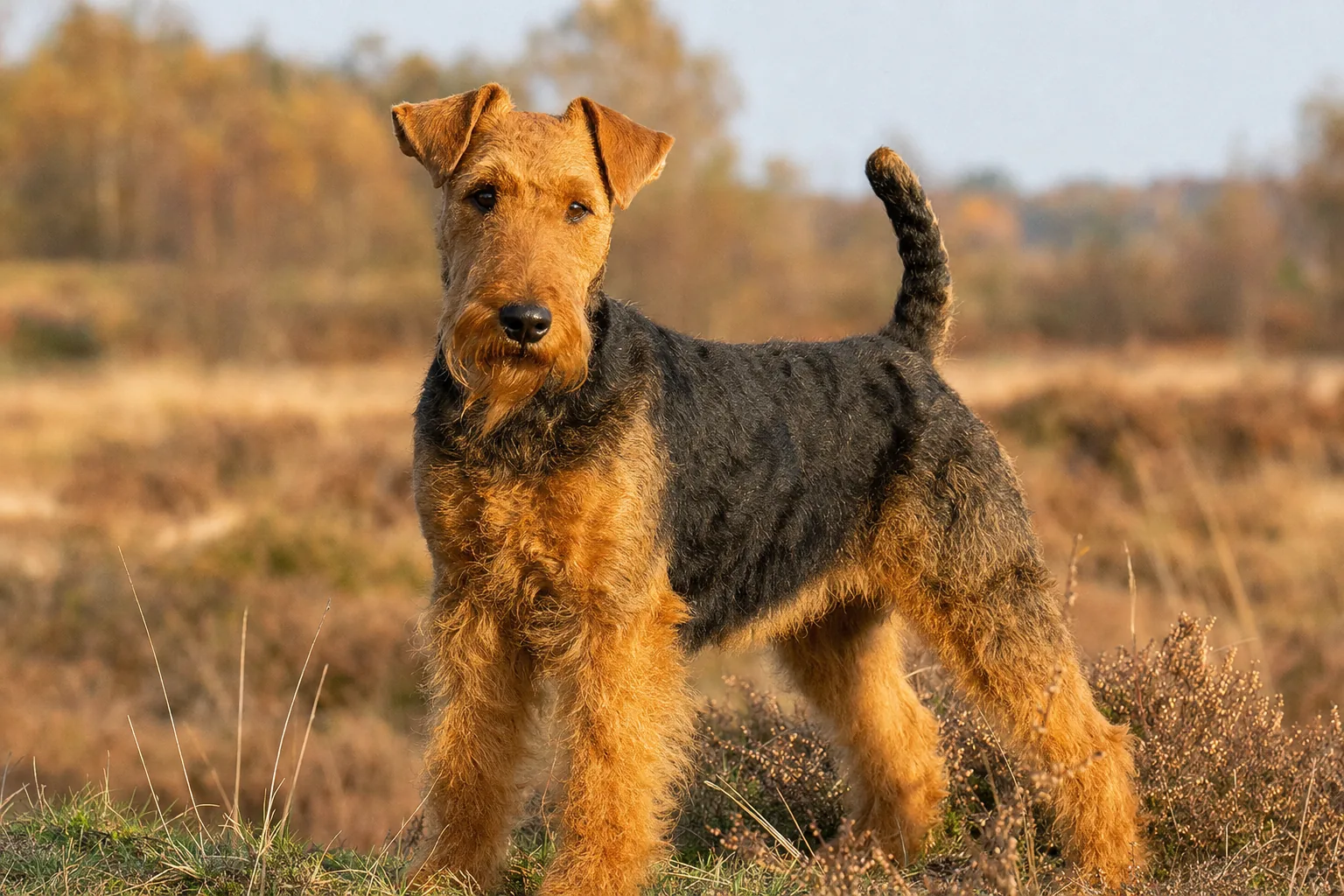 Welsh Terrier (robe noir et feu) adulte en extérieur