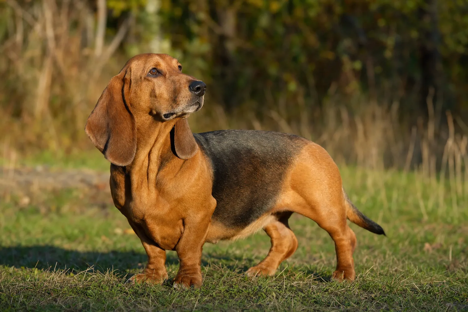 Basset de Westphalie (robe rouge à fauve avec selle (manteau) noire) adulte en extérieur